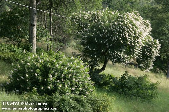 Aesculus californica