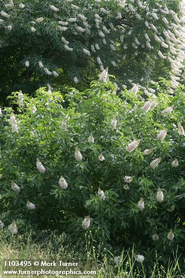 Aesculus californica