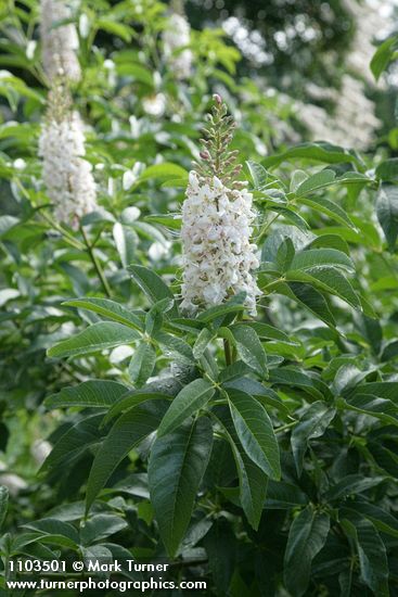 Aesculus californica