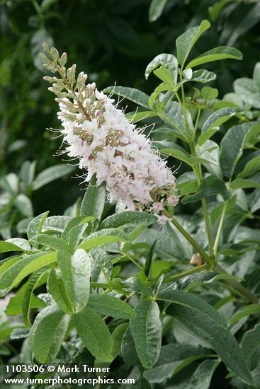 Aesculus californica