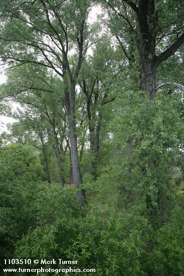 Populus fremontii