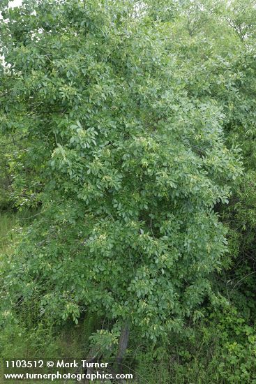 Fraxinus latifolia