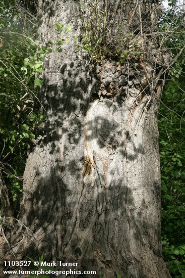 Populus fremontii