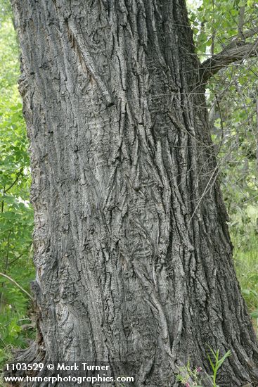 Populus fremontii