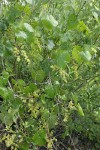 California Wild Grape