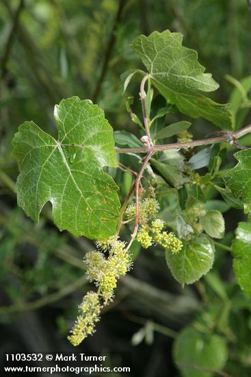 Vitis californica