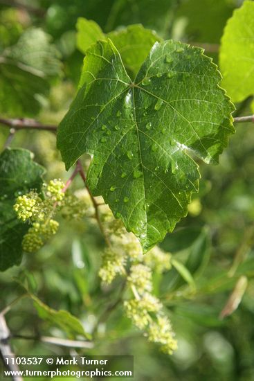 Vitis californica