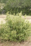 Red Buckthorn