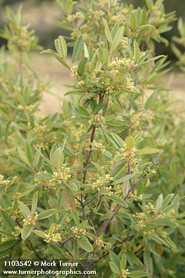 Frangula rubra (Rhamnus rubra)