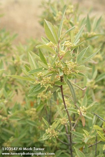 Frangula rubra (Rhamnus rubra)