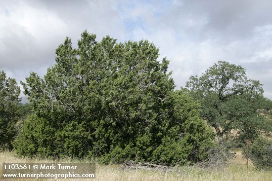 Juniperus californica