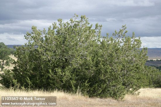 Juniperus californica