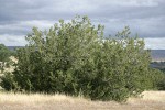 California Juniper