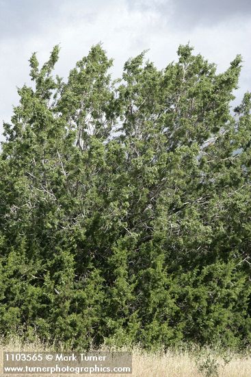 Juniperus californica