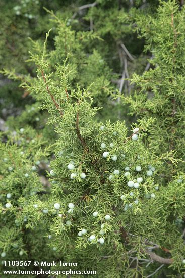 Juniperus californica