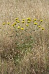 Hairy Gumweed