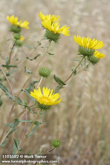 Grindelia hirsutula