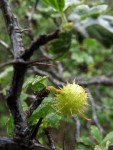 Hillside Gooseberry fruit