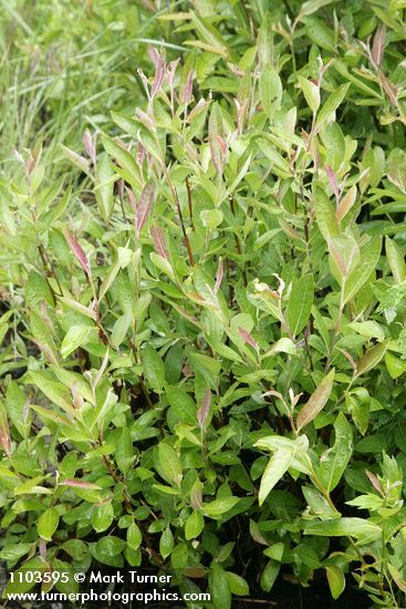Salix breweri