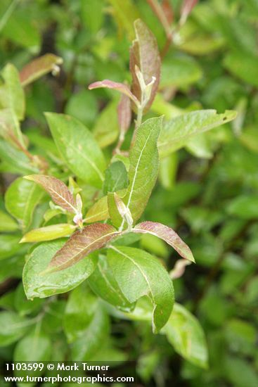 Salix breweri