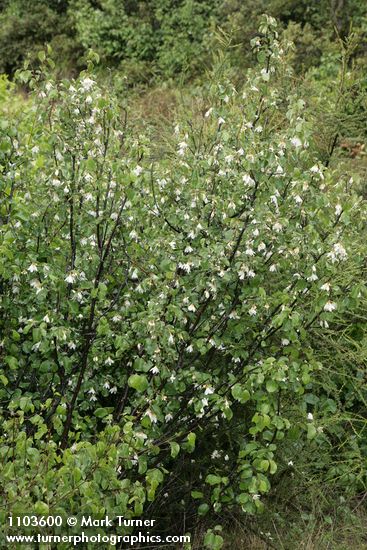 Styrax redivivus