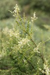 Chamise blossoms & foliage