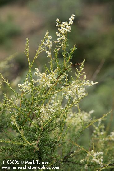 Adenostoma fasciculatum