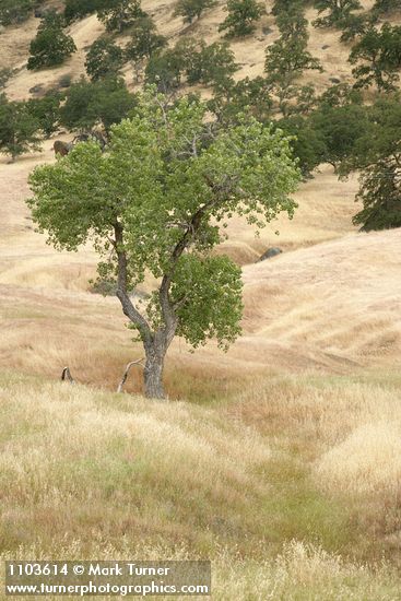 Populus fremontii
