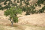 Fremont Cottonwood