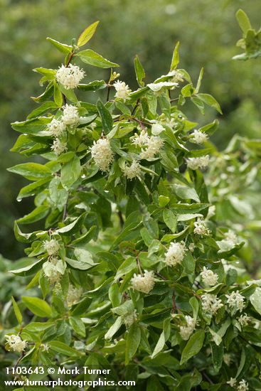 Cornus glabrata