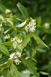 Brown Dogwood blossoms & foliage detail