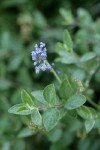 Pinemat blossoms & foliage