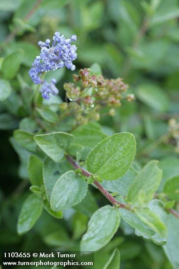 Ceanothus diversifolius