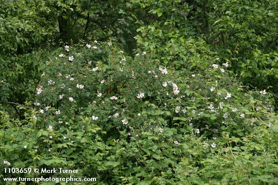 Rosa californica