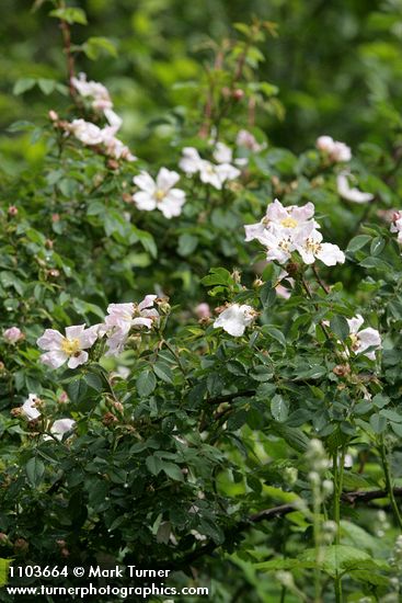 Rosa californica