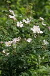 California Rose blossoms & foliage