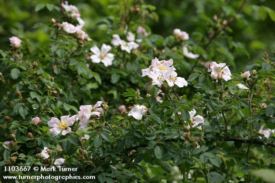 Rosa californica