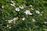 California Rose blossoms & foliage