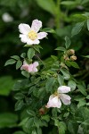 California Rose blossoms & foliage