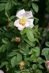 California Rose blossom & foliage