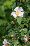 California Rose blossom & foliage