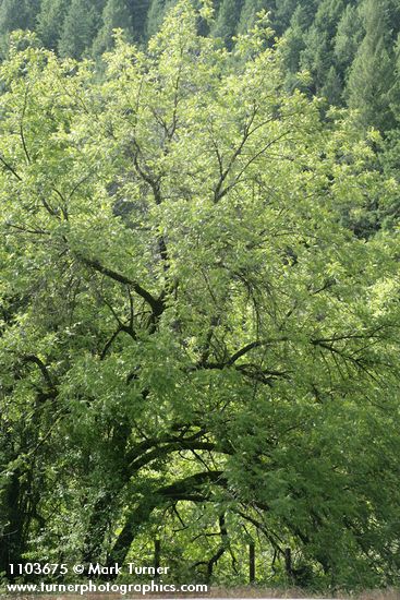 Juglans hindsii