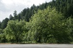 Northern California Black Walnuts