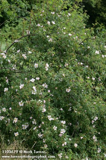 Rosa californica