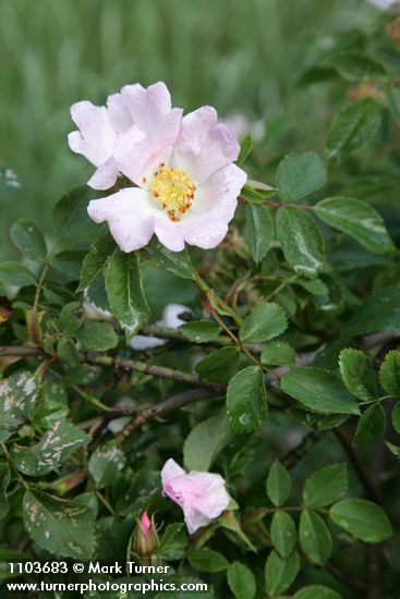 Rosa californica