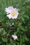 California Rose blossom & foliage