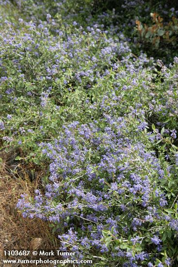 Ceanothus diversifolius