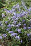 Pinemat blossoms & foliage