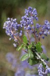 Pinemat blossoms & foliage detail