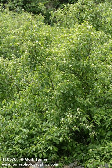 Cornus glabrata